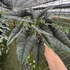 Kép 1/12 - Alocasia 'Platinum'