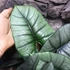 Kép 7/12 - Alocasia 'Platinum'