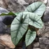 Kép 8/12 - Alocasia 'Platinum'