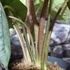 Kép 9/12 - Alocasia 'Platinum'