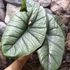 Kép 10/12 - Alocasia 'Platinum'