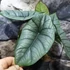 Kép 11/12 - Alocasia 'Platinum'