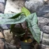 Kép 12/12 - Alocasia 'Platinum'