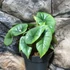 Kép 3/12 - Alocasia 'Platinum'