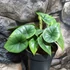 Kép 2/12 - Alocasia 'Platinum'