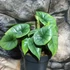 Kép 5/12 - Alocasia 'Platinum'