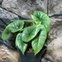 Kép 6/12 - Alocasia 'Platinum'