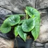 Kép 4/12 - Alocasia 'Platinum'