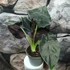 Kép 5/10 - Alocasia 'Antoro Velvet' esztétikai hibás levelekkel, értékcsökkent