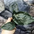 Kép 6/10 - Alocasia 'Antoro Velvet' esztétikai hibás levelekkel, értékcsökkent