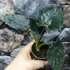 Kép 9/10 - Alocasia 'Antoro Velvet' esztétikai hibás levelekkel, értékcsökkent