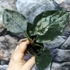 Kép 10/10 - Alocasia 'Antoro Velvet' esztétikai hibás levelekkel, értékcsökkent