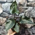 Kép 2/10 - Alocasia 'Antoro Velvet' esztétikai hibás levelekkel, értékcsökkent