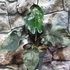 Kép 4/10 - Alocasia 'Antoro Velvet' esztétikai hibás levelekkel, értékcsökkent