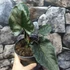 Kép 3/10 - Alocasia 'Antoro Velvet' esztétikai hibás levelekkel, értékcsökkent