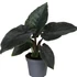 Kép 1/10 - Alocasia 'Antoro Velvet' esztétikai hibás levelekkel, értékcsökkent