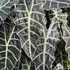 Kép 1/5 - Alocasia Amazonica Dwarf