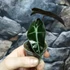 Kép 2/5 - Alocasia Amazonica Dwarf