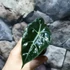 Kép 4/5 - Alocasia Amazonica Dwarf