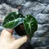 Kép 5/5 - Alocasia Amazonica Dwarf