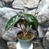 Kép 3/5 - Alocasia Amazonica Dwarf
