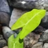 Kép 2/6 - Alocasia frydek 'Variegata mint'