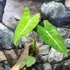 Kép 1/6 - Alocasia frydek 'Variegata mint'