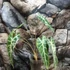 Kép 2/9 - Alocasia bambino 'Variegata'