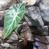 Kép 4/8 - Alocasia 'Pink Dragon'