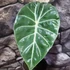 Kép 2/8 - Alocasia 'Pink Dragon'
