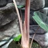 Kép 7/8 - Alocasia 'Pink Dragon'