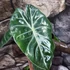 Kép 8/8 - Alocasia 'Pink Dragon'
