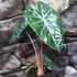 Kép 3/8 - Alocasia 'Pink Dragon'