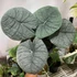 Kép 1/7 - Alocasia melo, 1-2 leveles