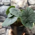 Kép 4/7 - Alocasia melo, 1-2 leveles