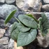 Kép 2/7 - Alocasia melo, 1-2 leveles
