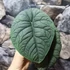 Kép 3/7 - Alocasia melo, 1-2 leveles