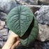 Kép 5/7 - Alocasia melo, 1-2 leveles