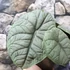Kép 6/7 - Alocasia melo, 1-2 leveles