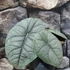 Kép 7/7 - Alocasia melo, 1-2 leveles