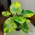 Kép 1/10 - Alocasia gageana 'Aurea'