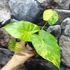 Kép 2/10 - Alocasia gageana 'Aurea'