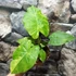 Kép 7/10 - Alocasia gageana 'Aurea'