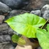 Kép 9/10 - Alocasia gageana 'Aurea'