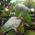 Kép 2/11 - Alocasia 'Imperial Red' - óriás elefántfül