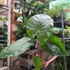 Kép 4/11 - Alocasia 'Imperial Red' - óriás elefántfül