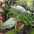 Kép 5/11 - Alocasia 'Imperial Red' - óriás elefántfül