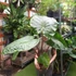 Kép 3/11 - Alocasia 'Imperial Red' - óriás elefántfül