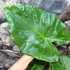Kép 6/7 - Alocasia 'Imperial Red' - óriás elefántfül