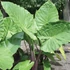 Kép 5/7 - Alocasia 'Imperial Red' - óriás elefántfül